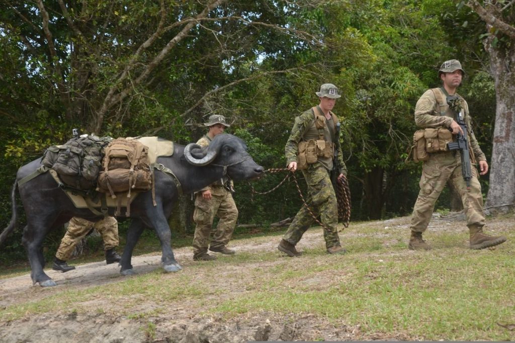 Búfalos foram usados para transportar os equipamentos dos militares em alguns trechos do treinamento. Além de suportarem bastante base, esses animais não se assustam com o barulho de tiros e bombas. (Foto: Exército Brasileiro)