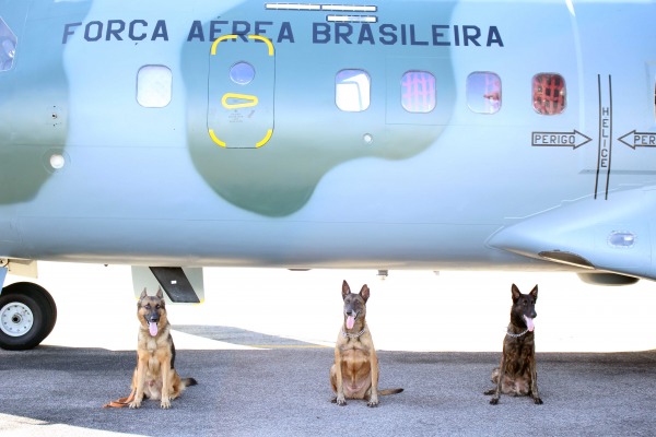 FAB PÉ DE POEIRA: Cães de guerra da Força Aérea Brasileira participam de missão em presídio de Rio Branco